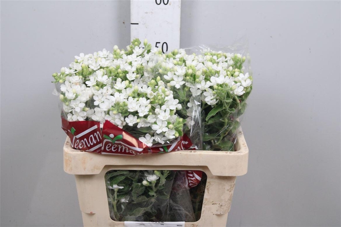 <h4>Oxy Co Perf Whi Harm</h4>