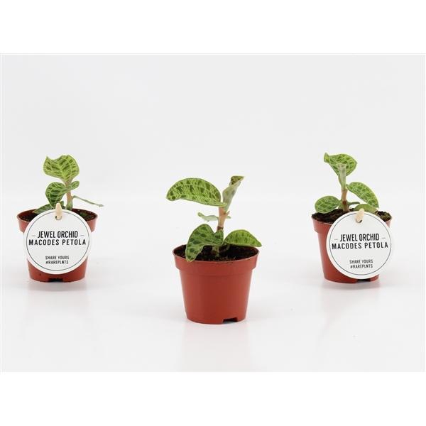 <h4>Macodes petola</h4>