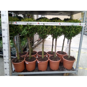 Thuja occid. 'Smaragd'