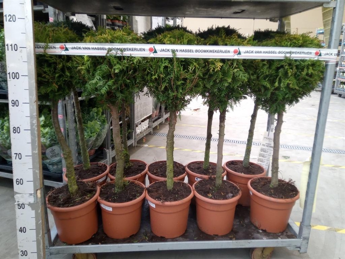 <h4>Thuja occid. 'Smaragd'</h4>