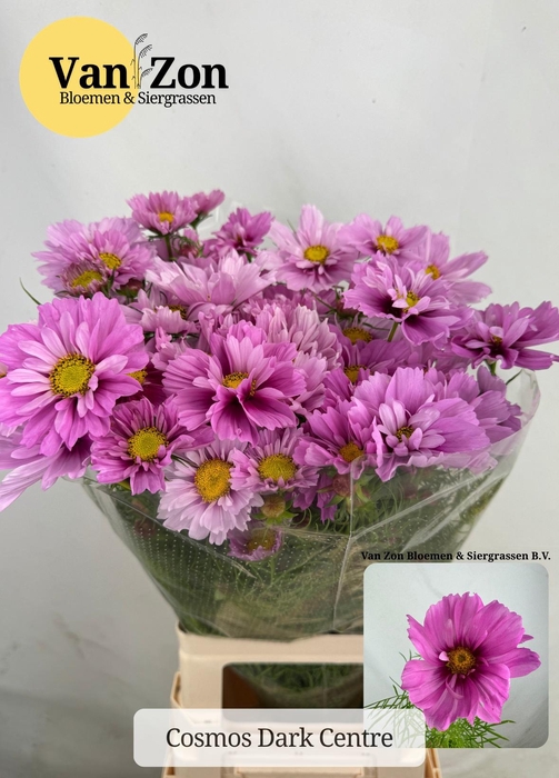 <h4>COSMOS BIPINNATUS</h4>