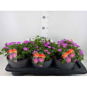 Geranium sang. 'Max Frei'