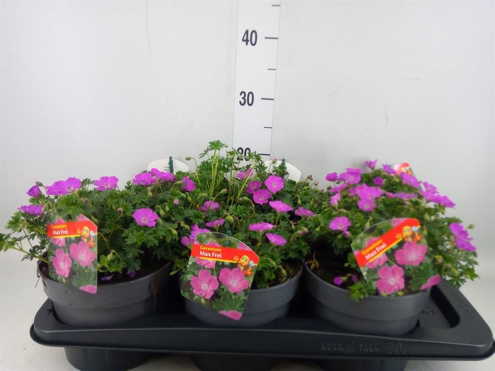 <h4>Geranium sang. 'Max Frei'</h4>