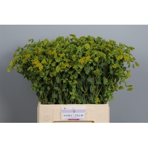 Bupleurum Rotundifolium