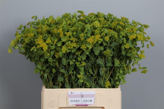 <h4>Bupleurum Rotundifolium</h4>