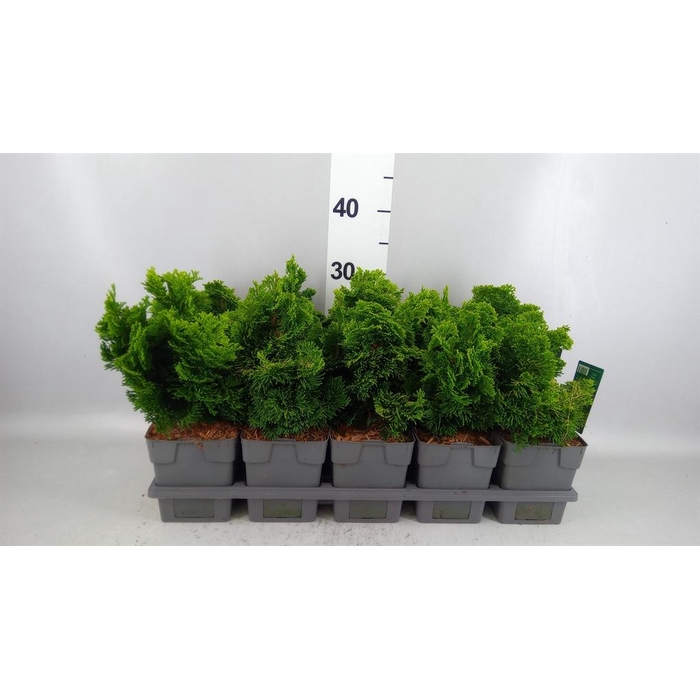 <h4>Chamaecyparis obt. 'Aurora'</h4>
