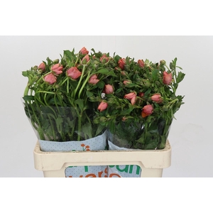 Ranunculus Magical Salmousse