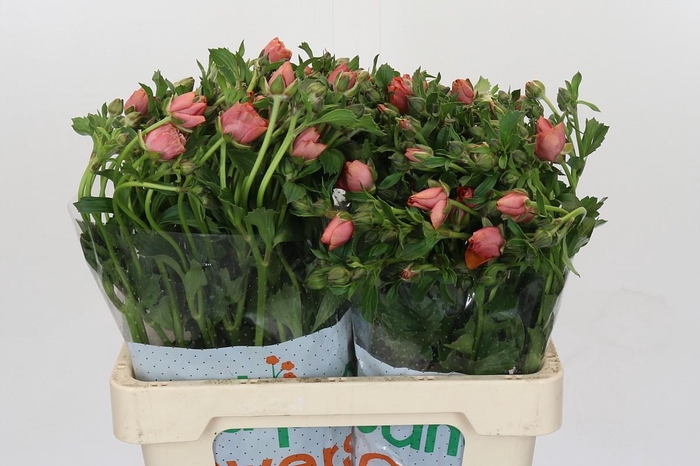 <h4>Ranunculus Magical Salmousse</h4>