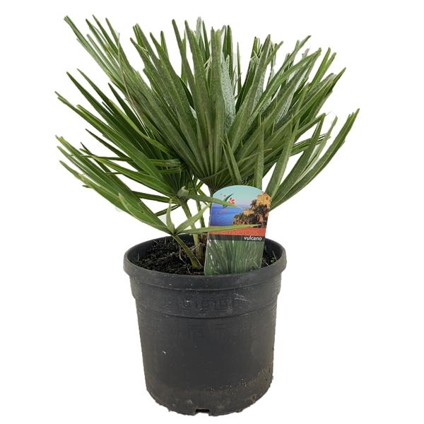 <h4>Chamaerops vulcano</h4>