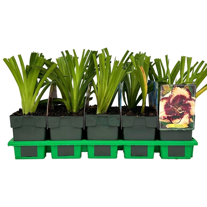 <h4>Hemerocallis</h4>