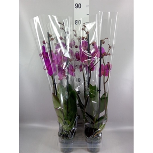Phalaenopsis   ...lilac
