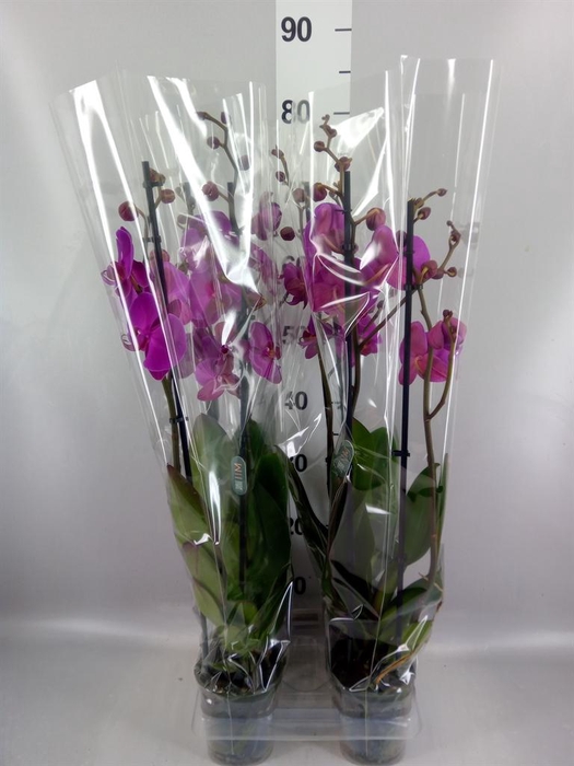 <h4>Phalaenopsis   ...lilac</h4>