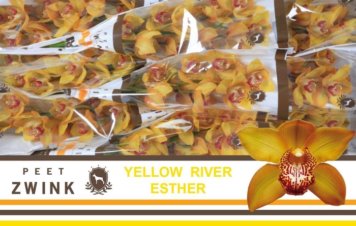 <h4>CYMB T ESTHER</h4>