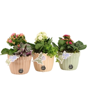 21918: Contradiction arrangement