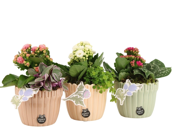 <h4>21918: Contradiction arrangement</h4>