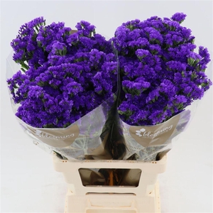 Statice Navy Sun Birds