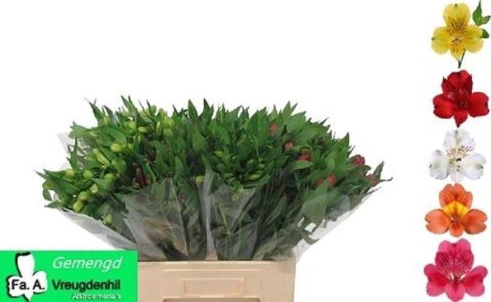 <h4>ALSTR GEM IN FUST</h4>