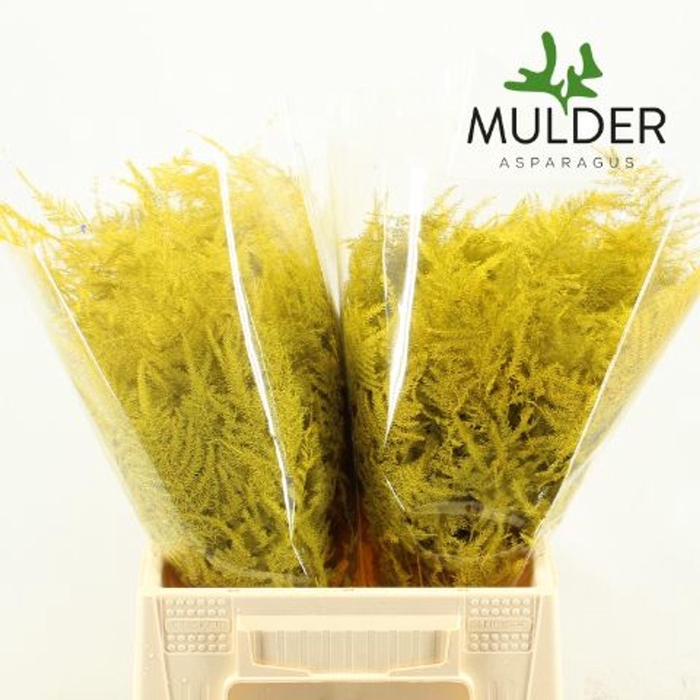 <h4>Asparagus DYED Yellow</h4>