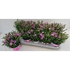 arr8 Dianthus Pink Kisses