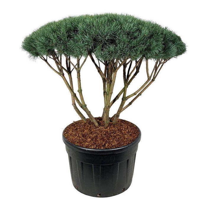 <h4>Pinus sylv. 'Watereri'</h4>