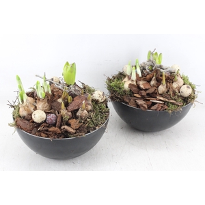 arr4 Bollenmix MB - Coupe black 285/5