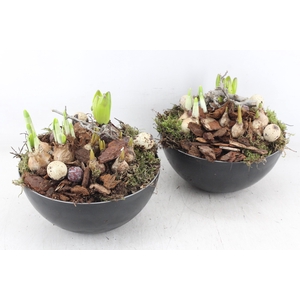 arr4 Bollenmix MB - Coupe black 285/5