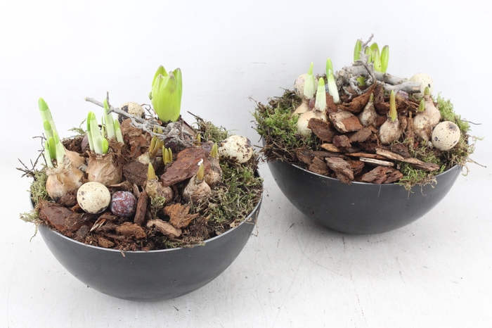 <h4>arr4 Bollenmix MB - Coupe black 285/5</h4>