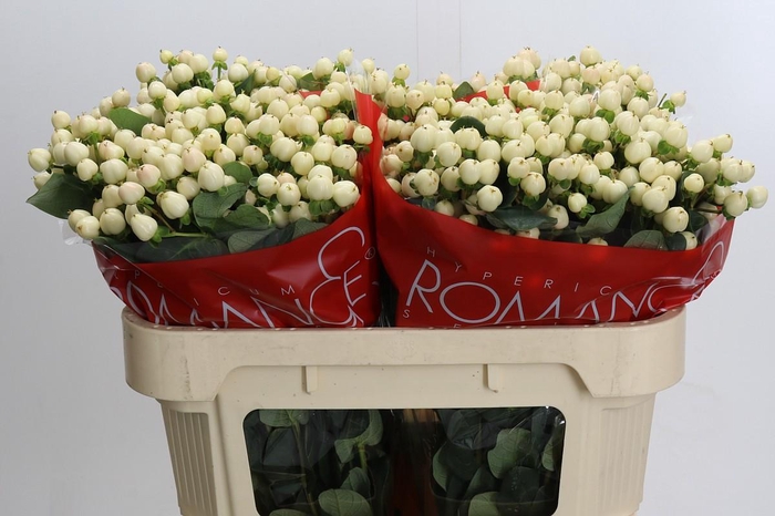 Hypericum Cool Romance