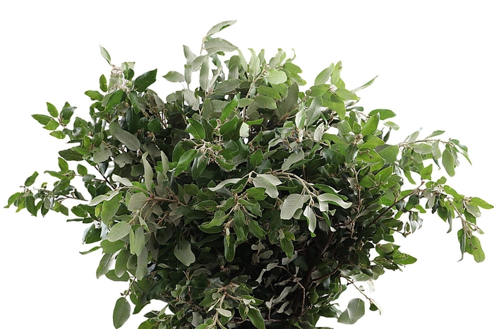 <h4>Steeneik 250 Gram GF</h4>