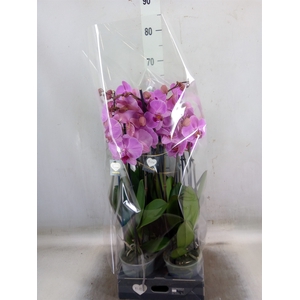 Phalaenopsis  'Ant Orlando'