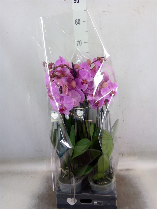 <h4>Phalaenopsis  'Ant Orlando'</h4>