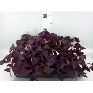 Oxalis trian. 'Mijke'