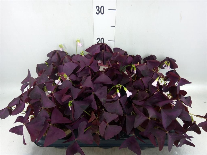 <h4>Oxalis trian. 'Mijke'</h4>