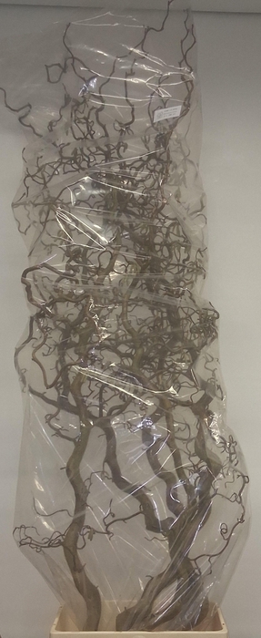 <h4>CORYL AV CONTORTA</h4>