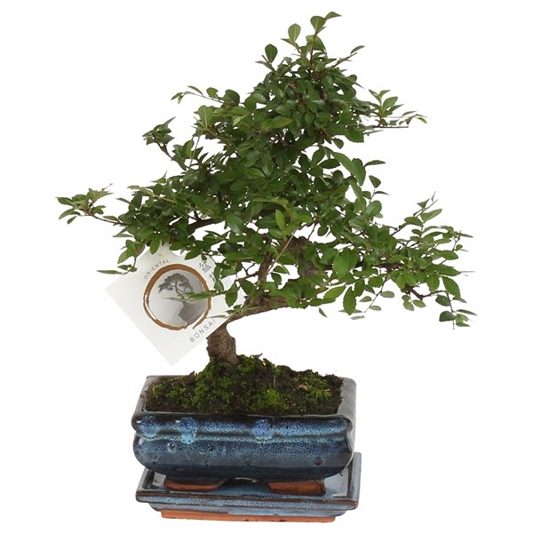 Bonsai 'Zelkova parv.' in ø15cm Ceramic S-Shape with Saucer