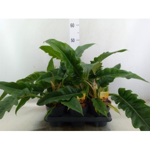 Philodendron  'Narrow Escape'