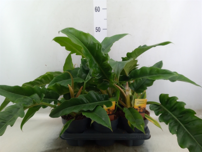 <h4>Philodendron  'Narrow Escape'</h4>
