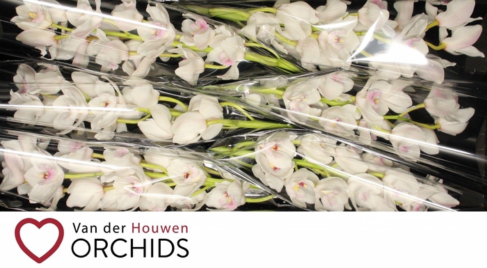 <h4>Dos Pueblos</h4>