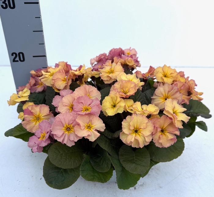 <h4>PRIM AC BONNELI GEM</h4>