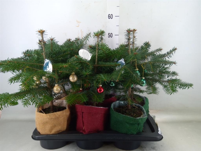 <h4>Abies nordman.</h4>