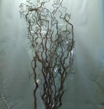 CORYL AV CONTORTA 2 JARIG 160CM