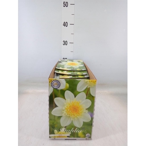 Dahlia   ...flowerbulbs