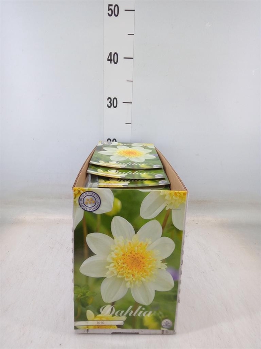 <h4>Dahlia   ...flowerbulbs</h4>