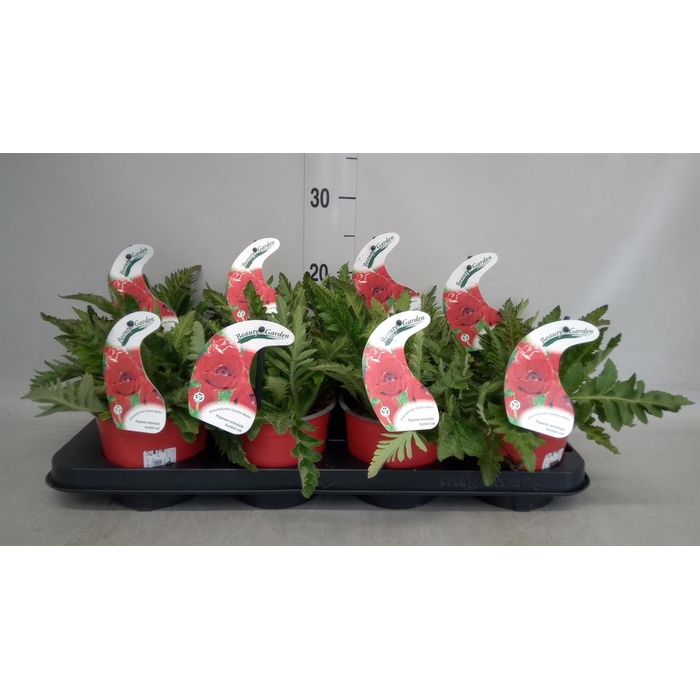 <h4>Papaver orientale 'Brilliant'</h4>