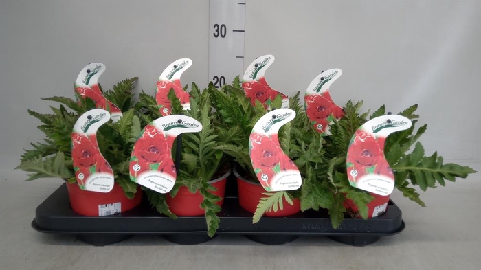 <h4>Papaver orientale 'Brilliant'</h4>