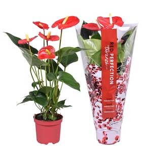 Anthurium Turenza ''Perfect Red®''