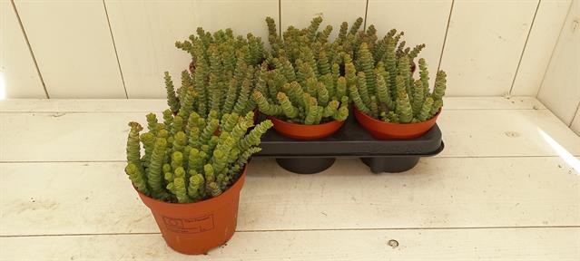 Crassula marnieriana 13Ø 20cm