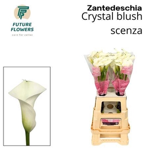 Zant Crystal Blush