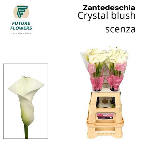 <h4>Zant Crystal Blush</h4>
