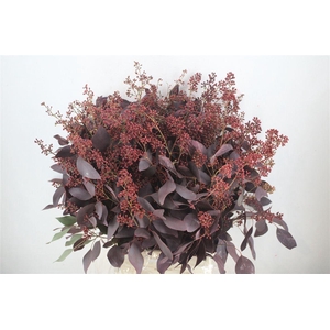 Euca Populus Berry 300gr Abs Red P Bunch